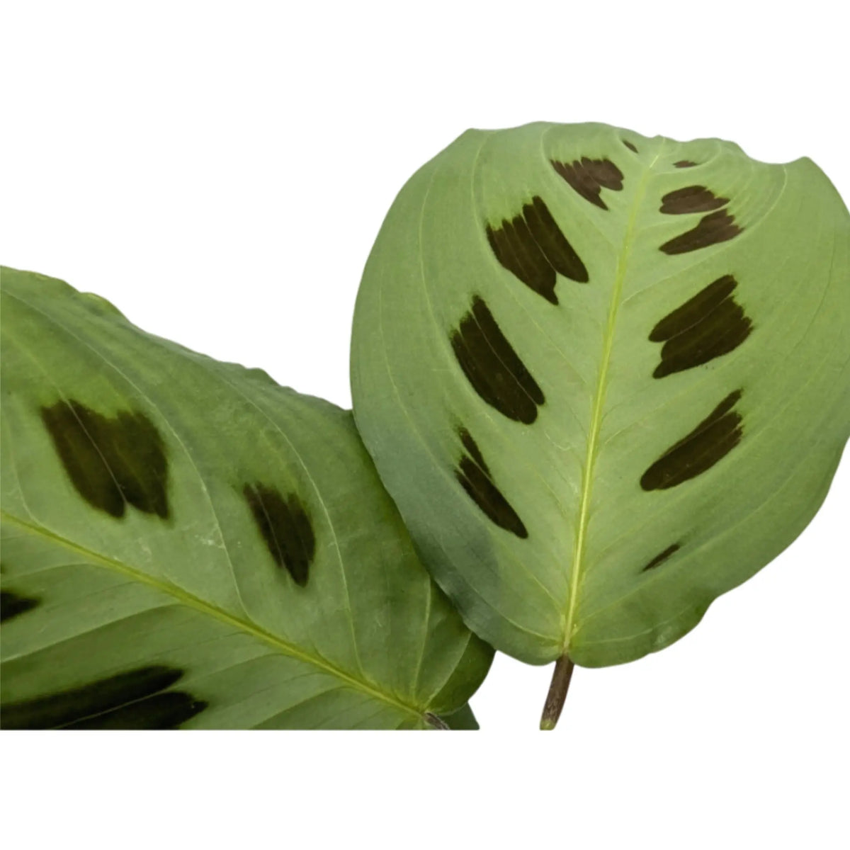 Maranta leuconeurav Kerchoveana - Rabbit's Foot Oz