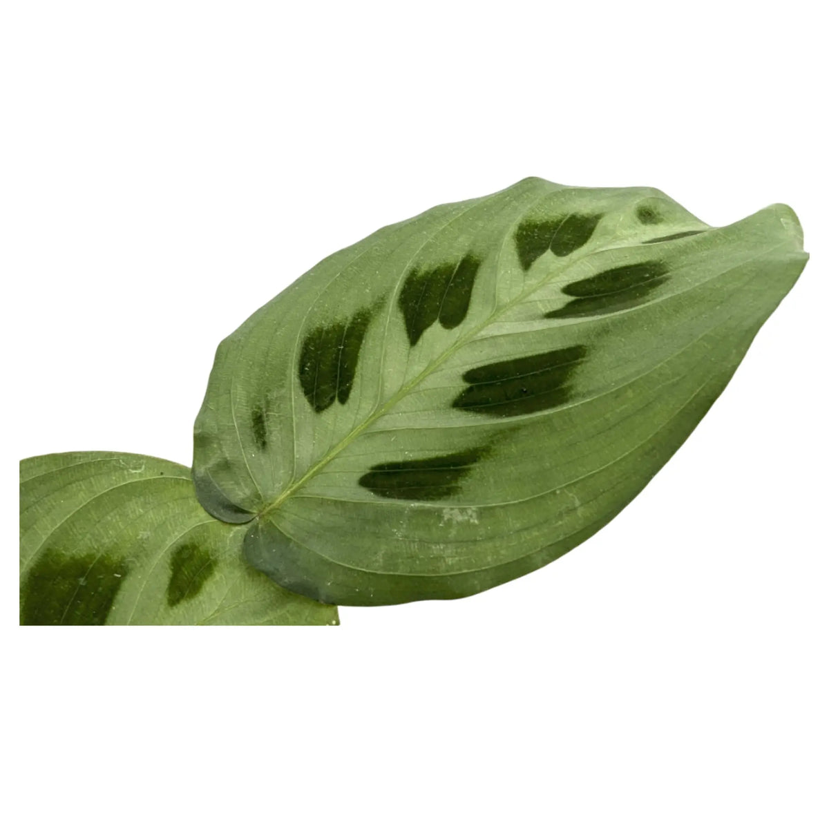 Maranta leuconeurav Kerchoveana - Rabbit's Foot Oz