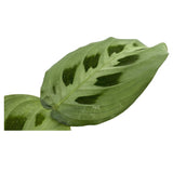 Maranta leuconeurav Kerchoveana - Rabbit's Foot Oz