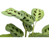 Maranta leuconeurav Kerchoveana - Rabbit's Foot Oz