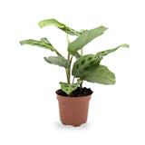 Maranta leuconeurav Kerchoveana - Rabbit's Foot Oz