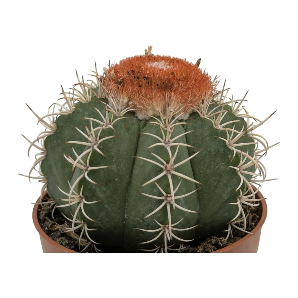 Melocactus Matanzanus | Turk’s Cap Cactus_2_main