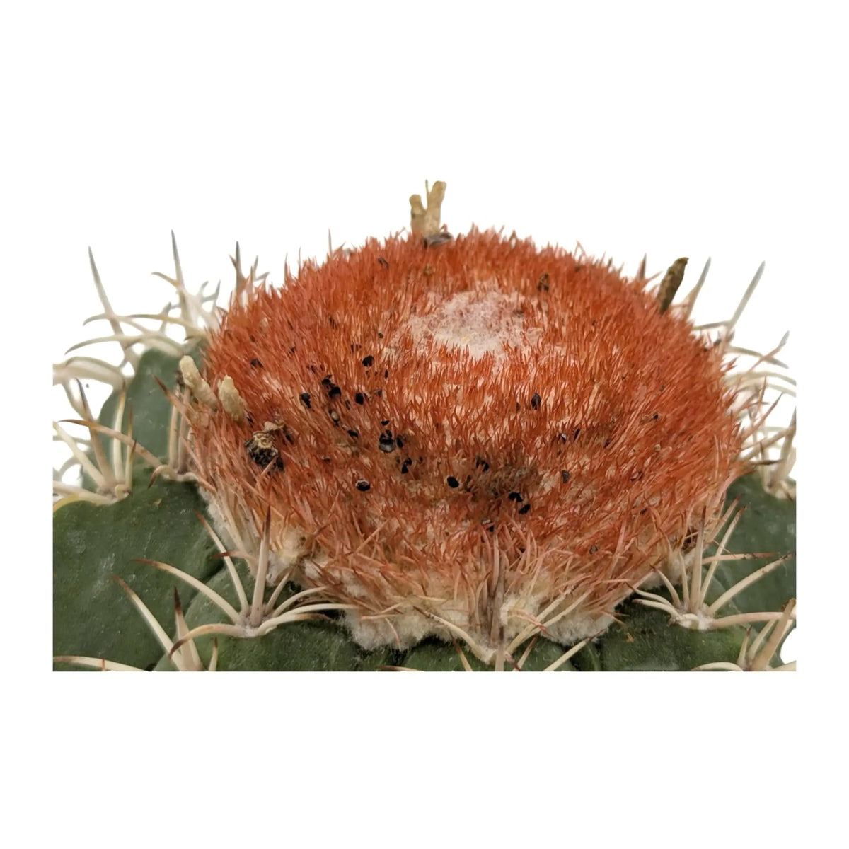 Melocactus Matanzanus | Turk’s Cap Cactus Leaf Culture