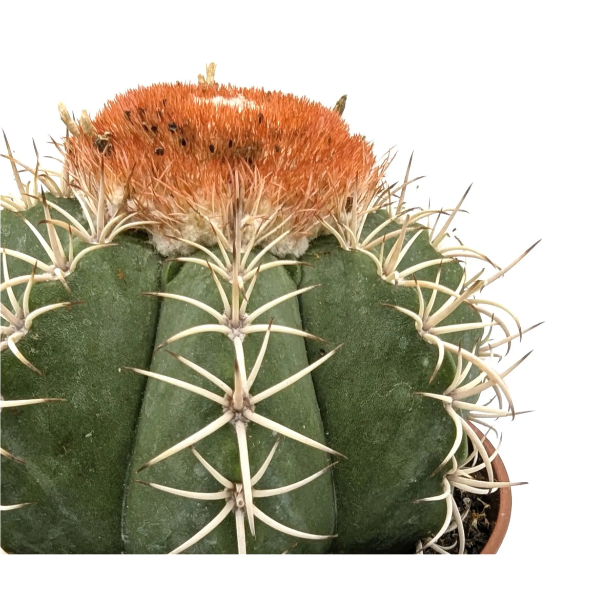 Melocactus Matanzanus | Turk’s Cap Cactus Leaf Culture