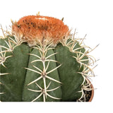 Melocactus Matanzanus | Turk’s Cap Cactus Leaf Culture