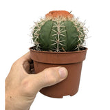 Melocactus Matanzanus | Turk’s Cap Cactus Leaf Culture