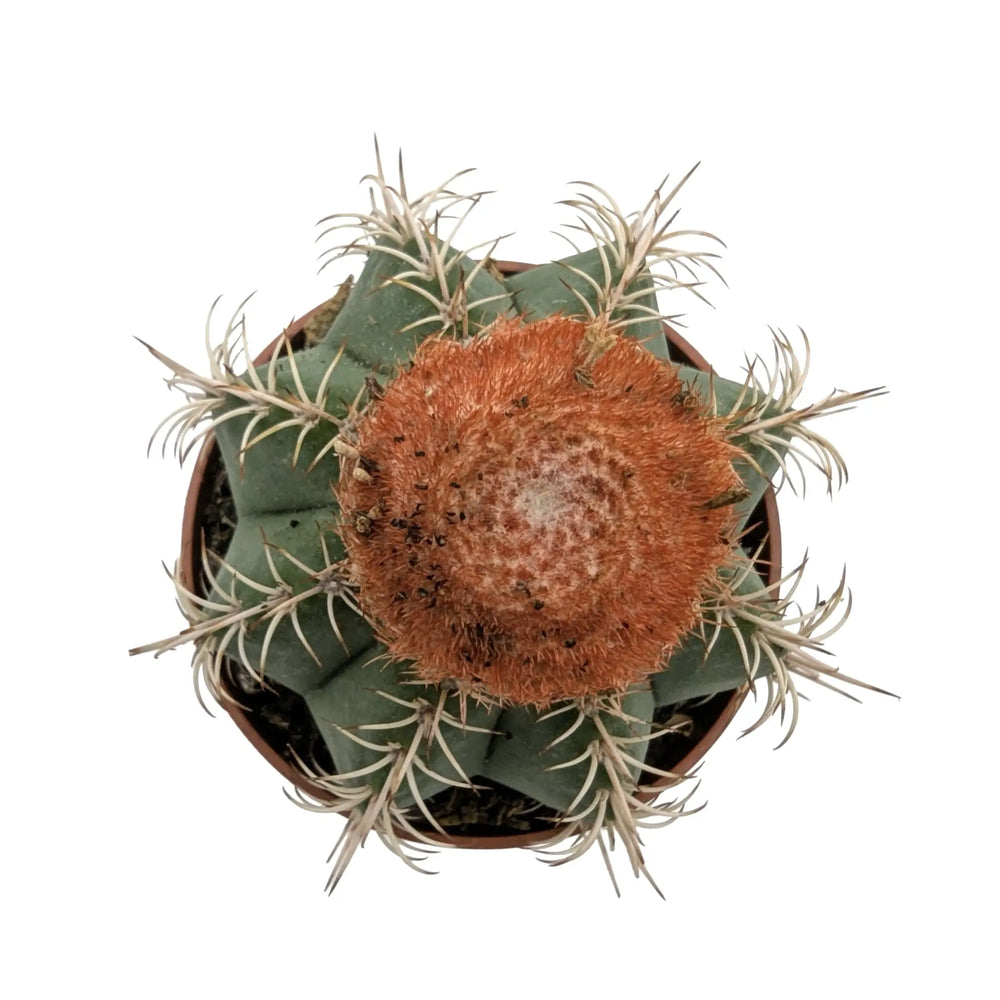 Melocactus Matanzanus | Turk’s Cap Cactus_6_main