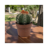 Melocactus Matanzanus | Turk’s Cap Cactus Leaf Culture