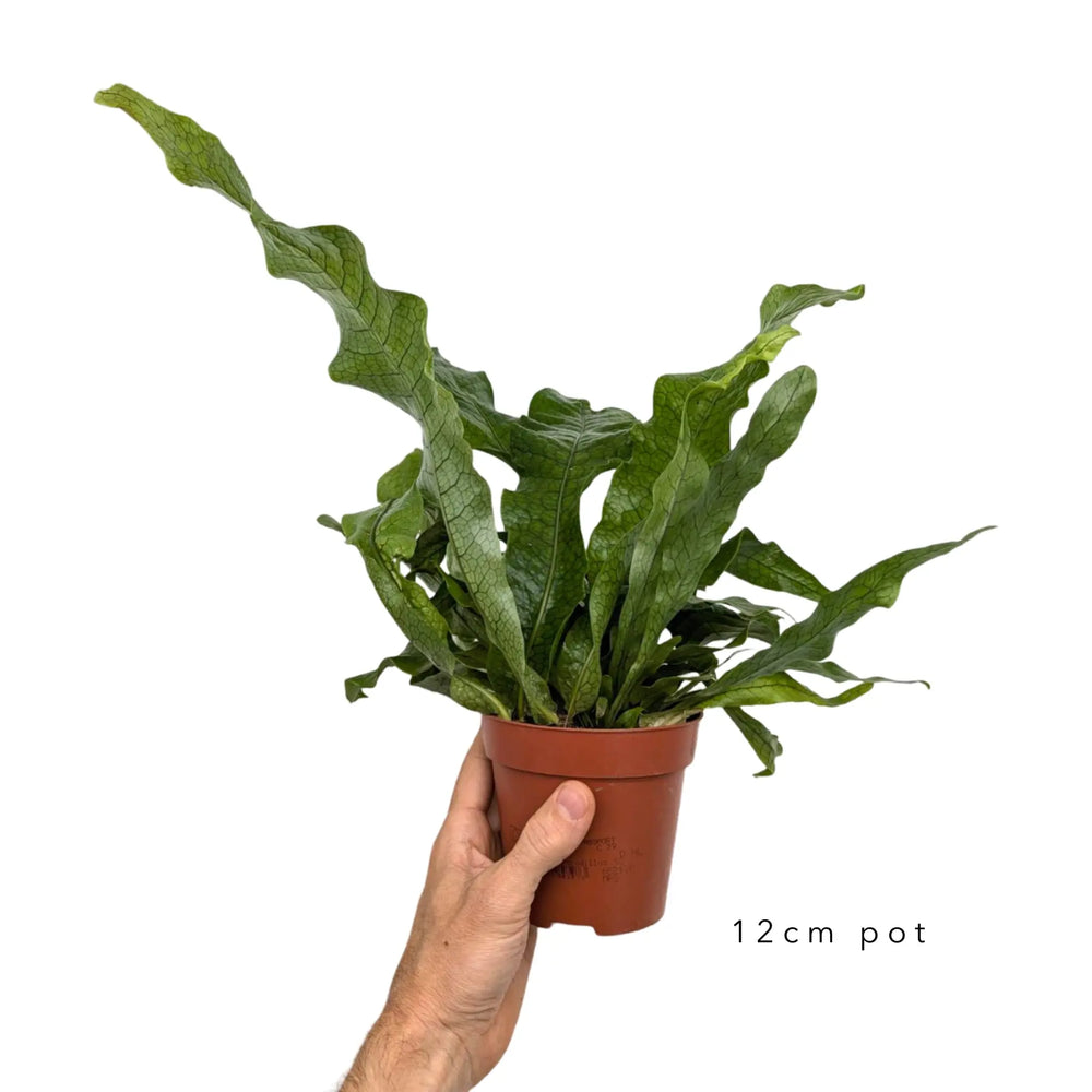 Microsorum musifolium Crocodyllus - Crocodile Fern_6_thumb