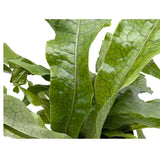 Microsorum musifolium Crocodyllus - Crocodile Fern Leaf Culture