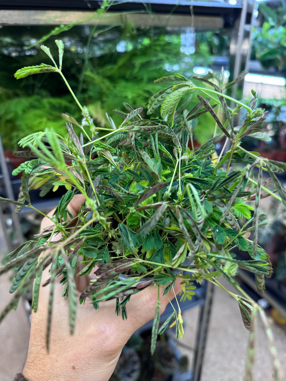Mimosa pudica | Sensitive Plant_1_main