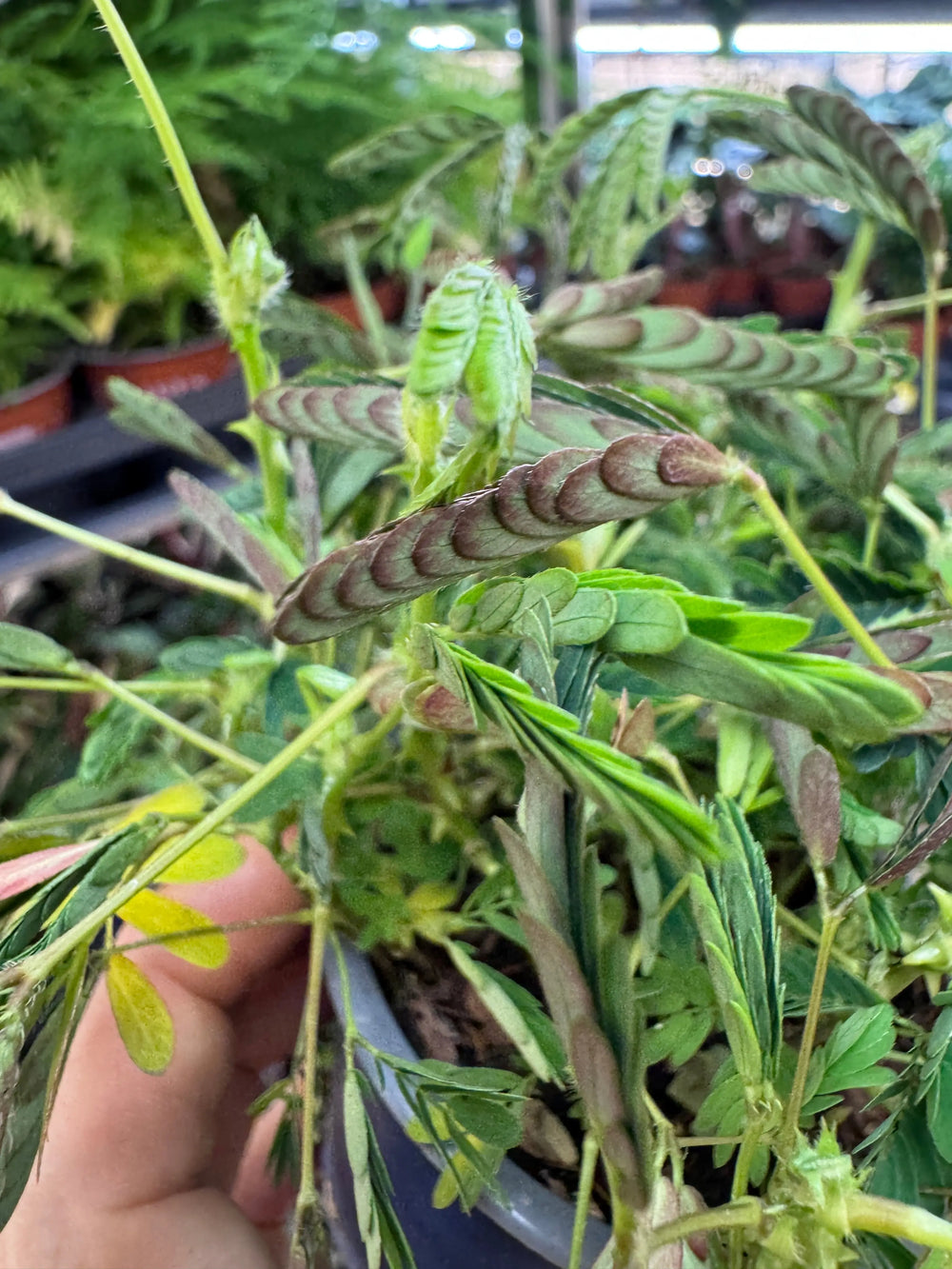 Mimosa pudica | Sensitive Plant_2_main