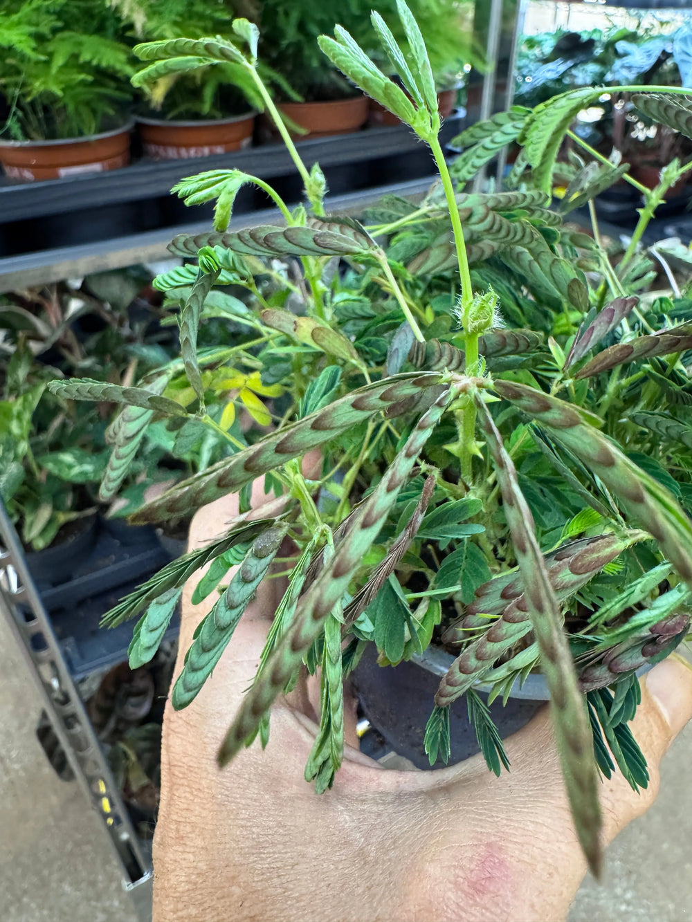 Mimosa pudica | Sensitive Plant_3_main