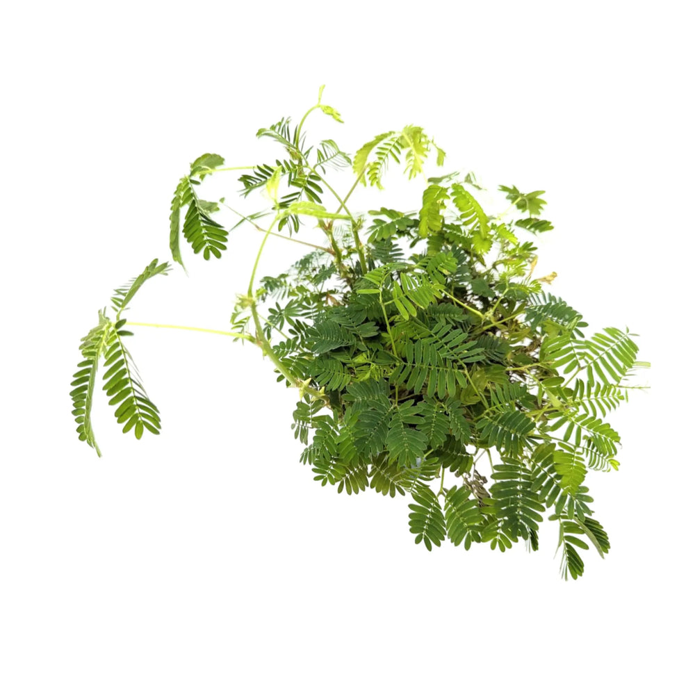 Mimosa pudica | Sensitive Plant_3_main