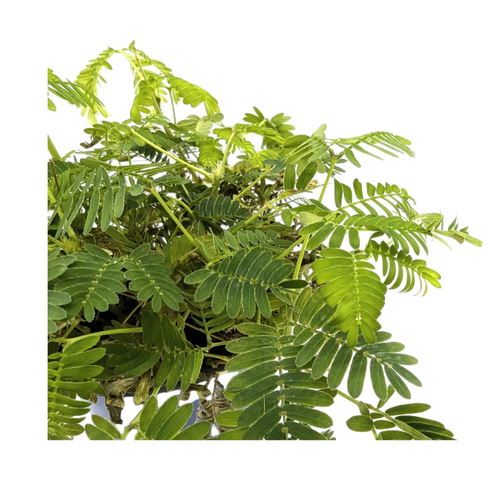 Mimosa pudica | Sensitive Plant_2_main