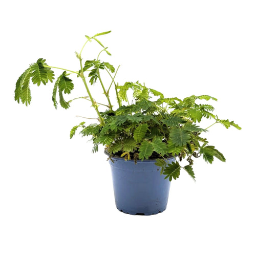 Mimosa pudica | Sensitive Plant Leaf Culture