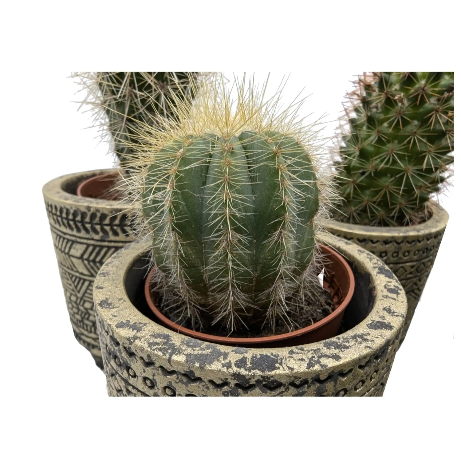 Mini Cactus in Aztec Pot Leaf Culture