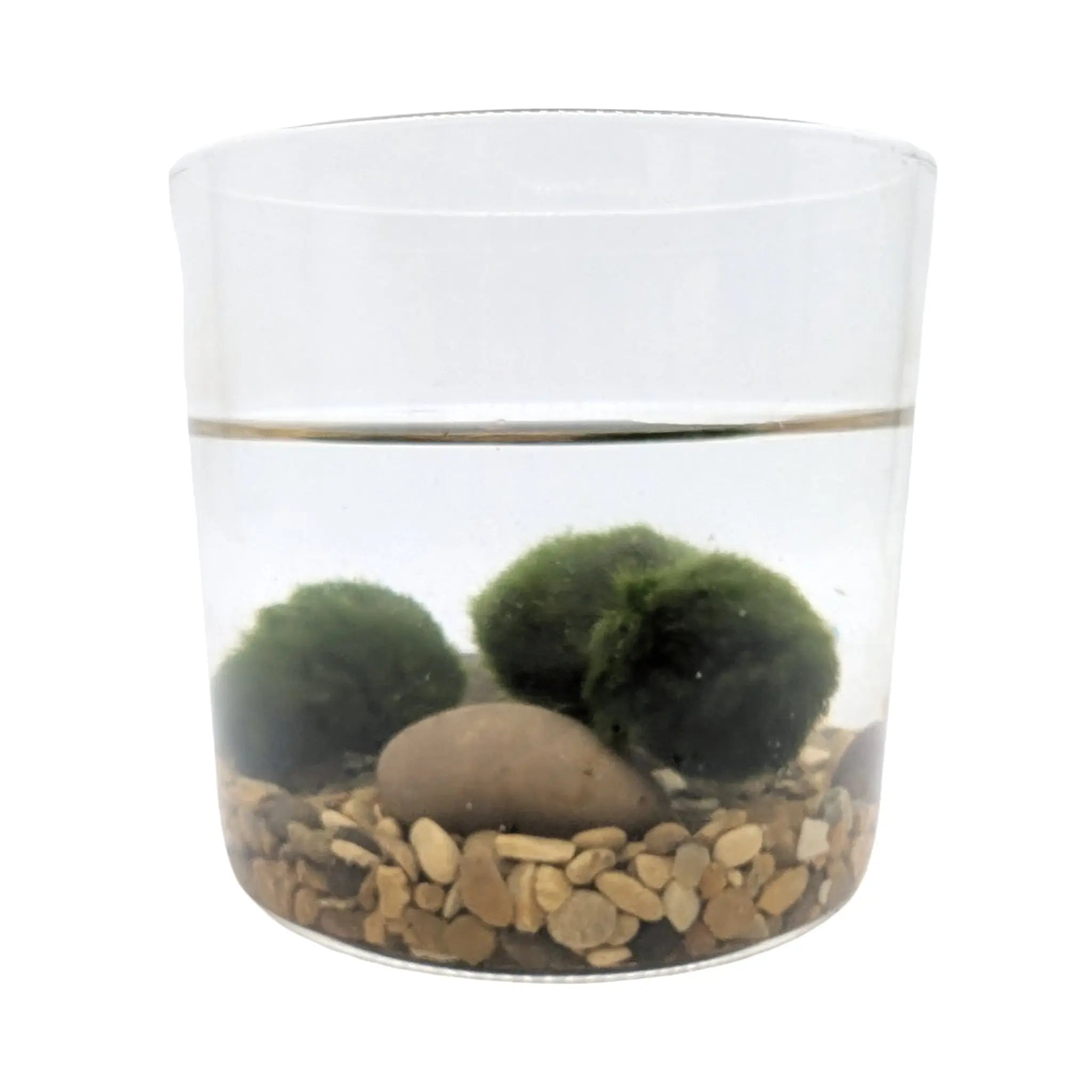Mini Moss Ball Terrarium | Marimo Aquatic Ecosystem - Desk Gift