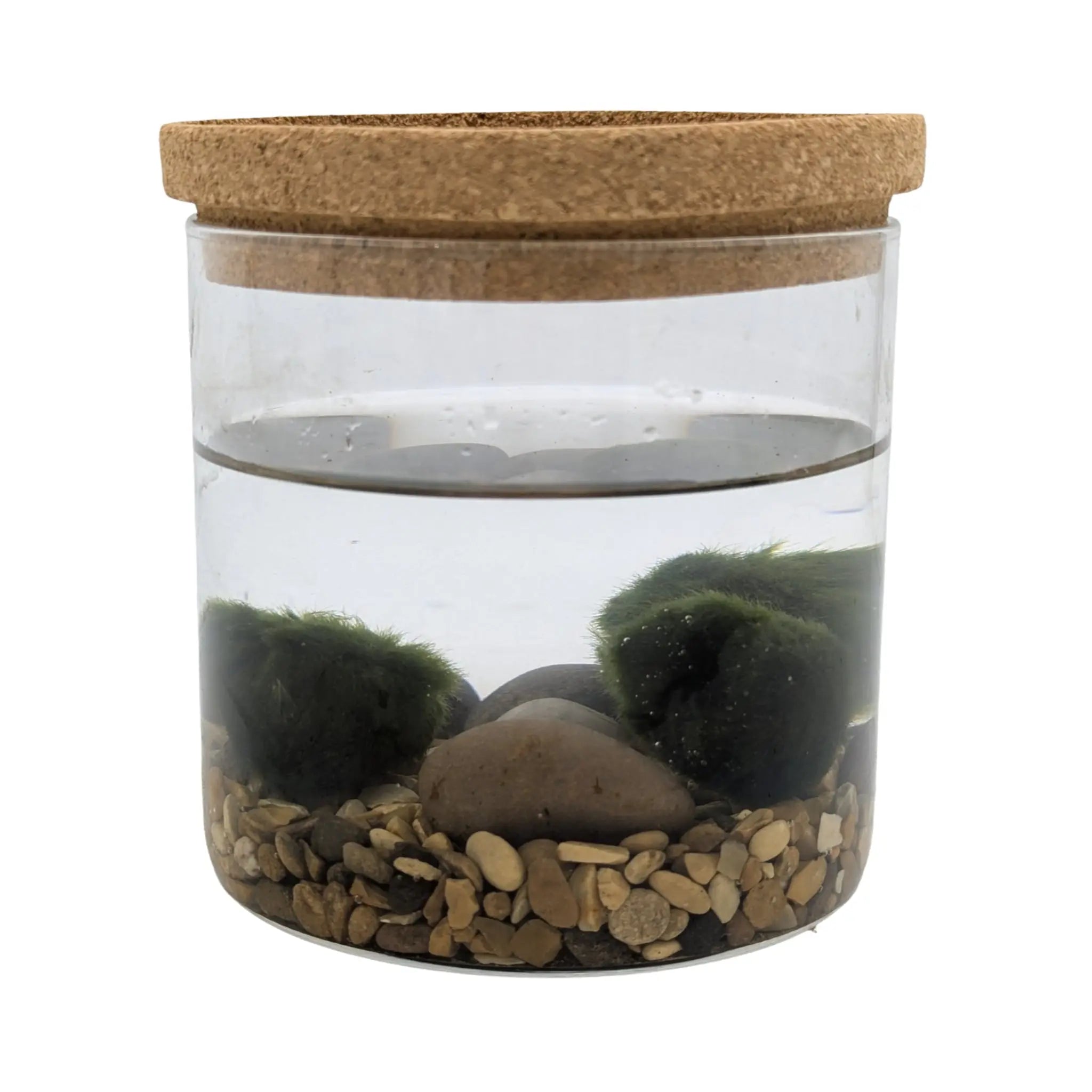 Mini Moss Ball Terrarium | Marimo Aquatic Ecosystem - Desk Gift
