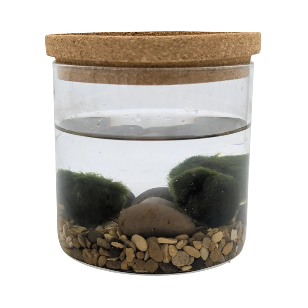 Mini Moss Ball Terrarium | Marimo Aquatic Ecosystem - Desk Gift_1_main