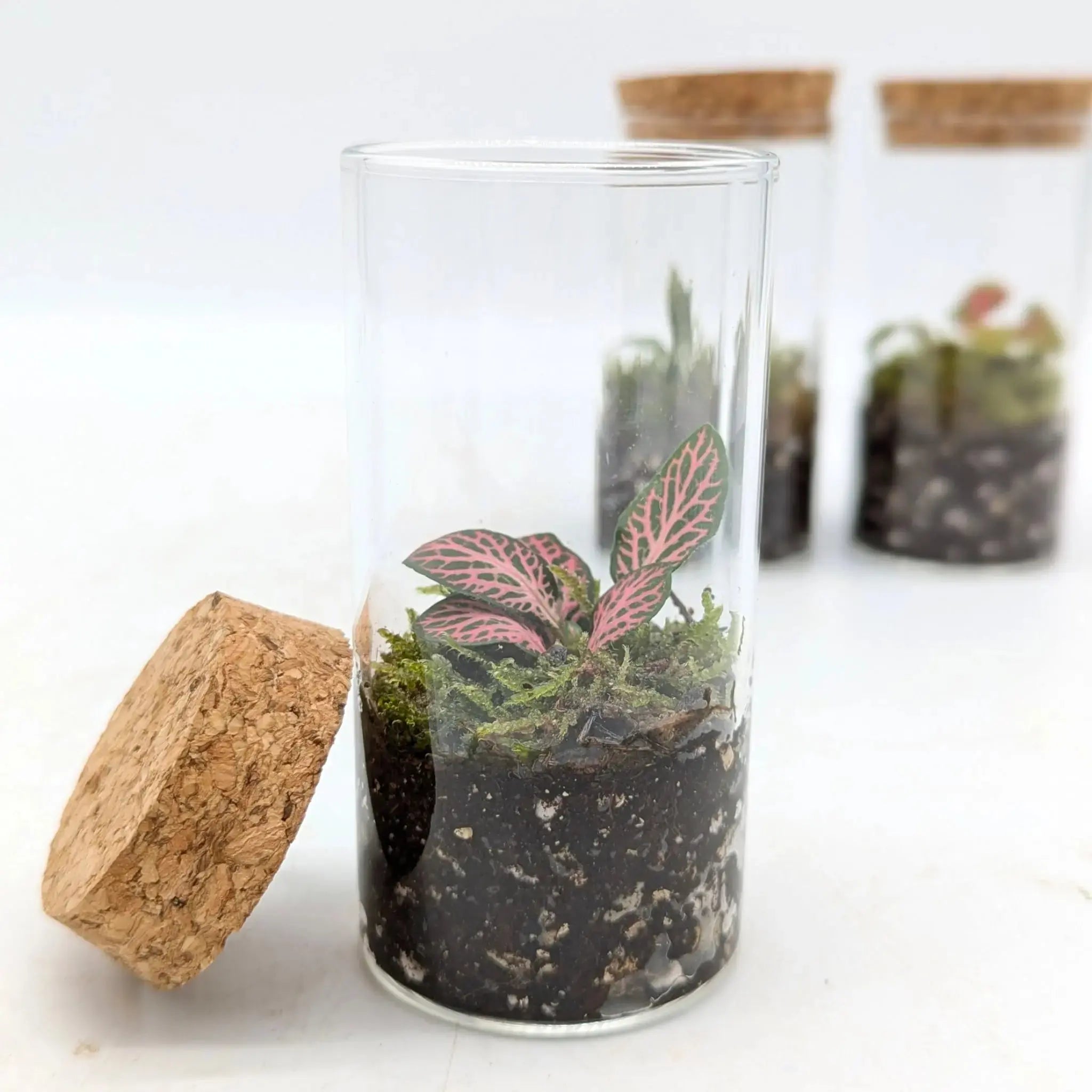 Mini Terrarium Leaf Culture