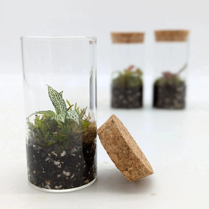 Mini Terrarium Leaf Culture