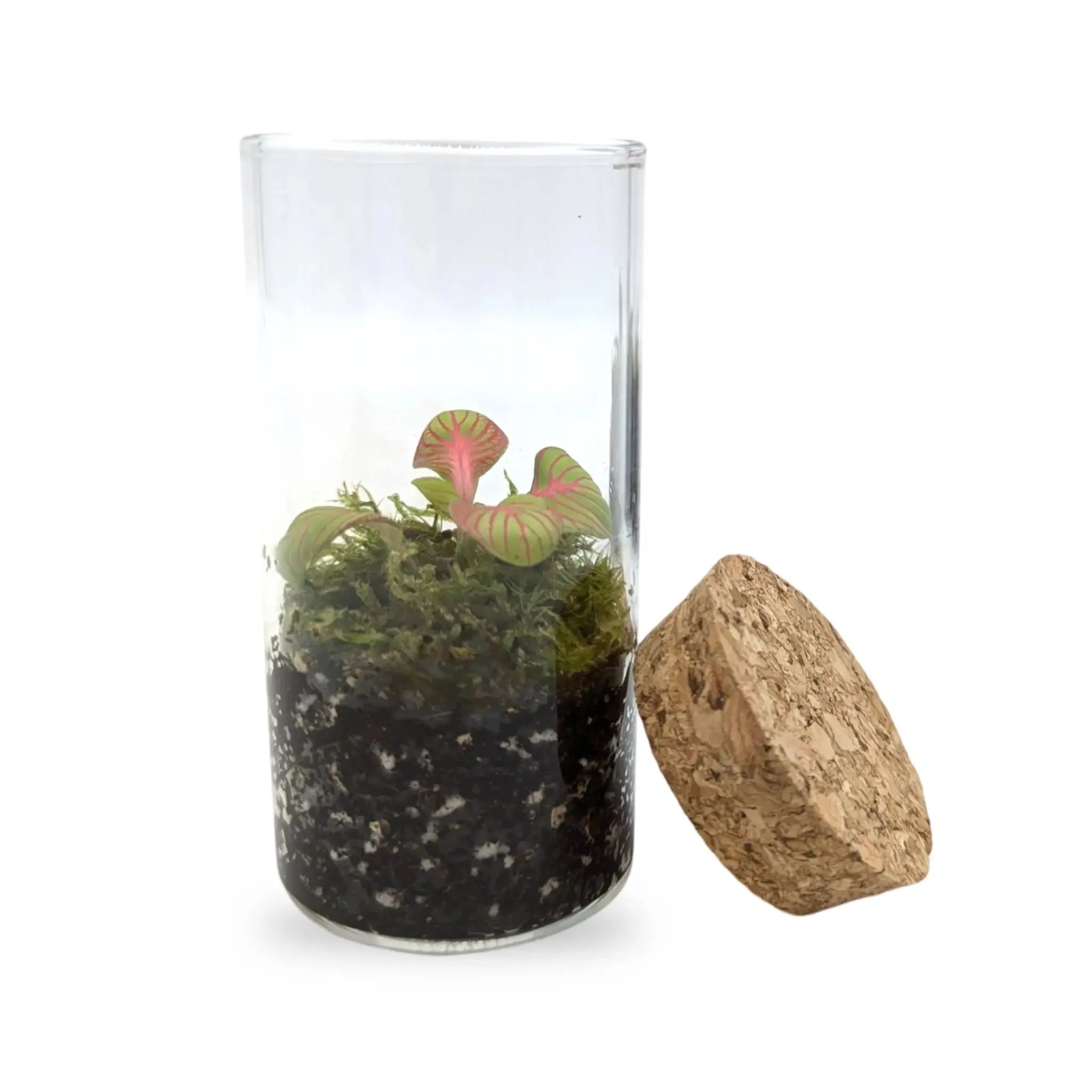 Mini Terrarium Leaf Culture