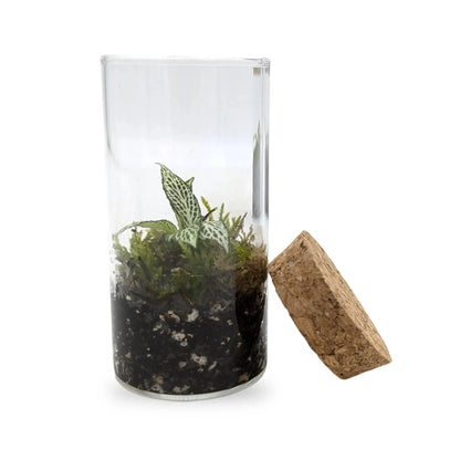 Mini Terrarium Leaf Culture