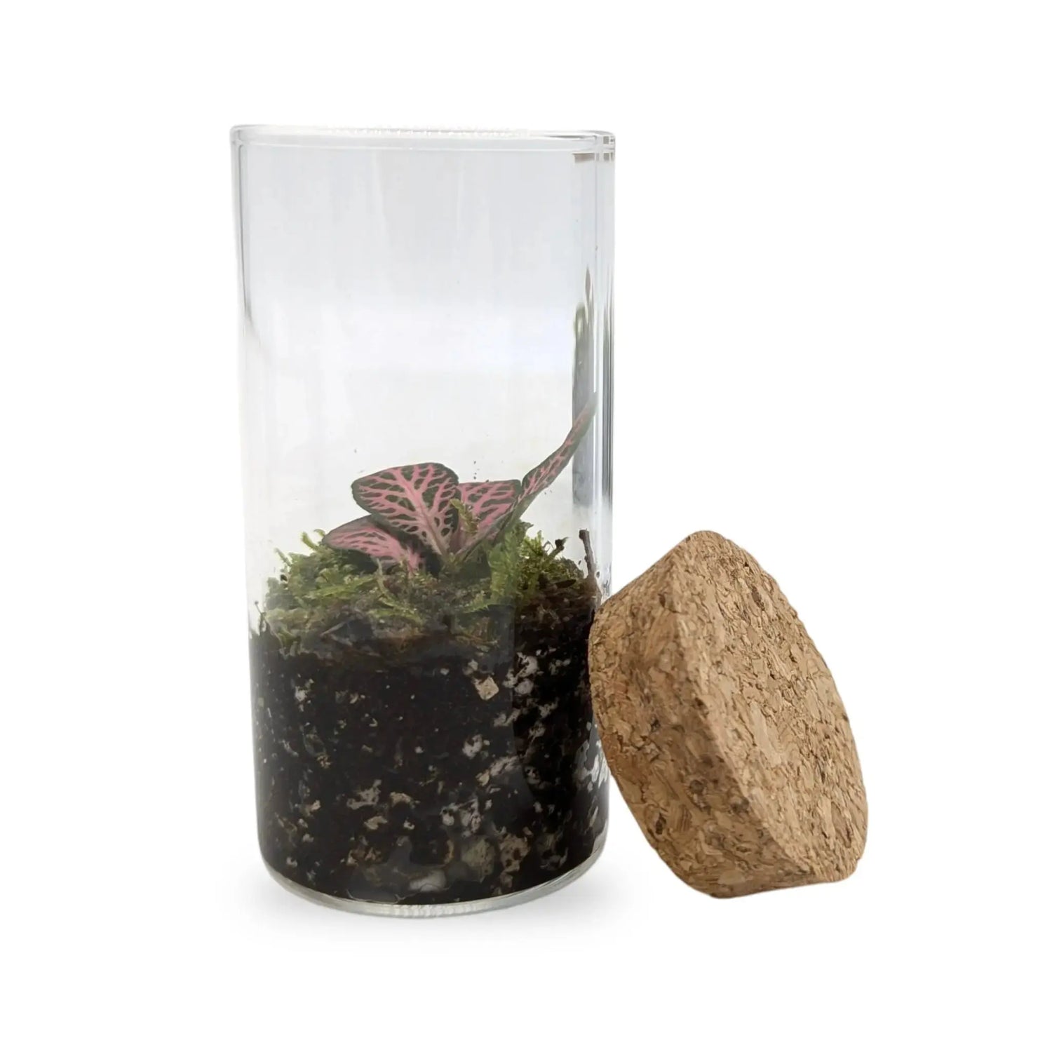 Mini Terrarium Leaf Culture