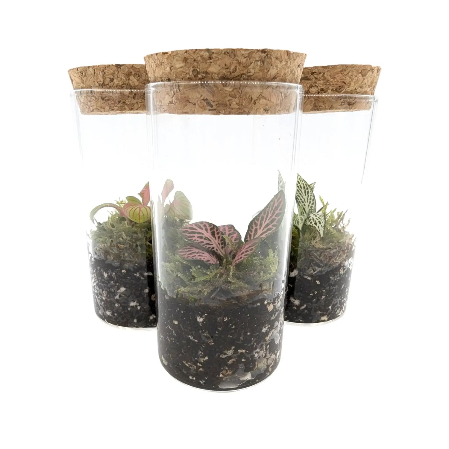 Mini Terrarium Leaf Culture