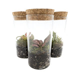 Mini Terrarium Leaf Culture