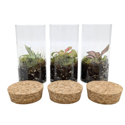 Mini Terrarium Leaf Culture