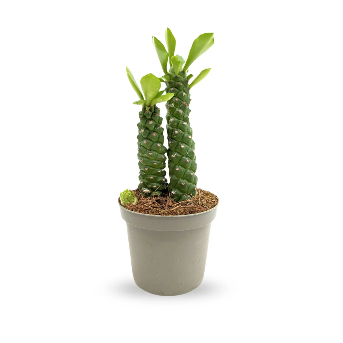 Monadenium Guentheri (Double Stem) - Sausage Spurge Leaf Culture