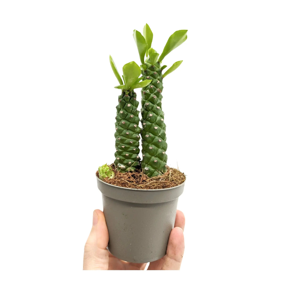 Monadenium Guentheri (Double Stem) - Sausage Spurge Leaf Culture