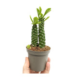 Monadenium Guentheri (Double Stem) - Sausage Spurge Leaf Culture