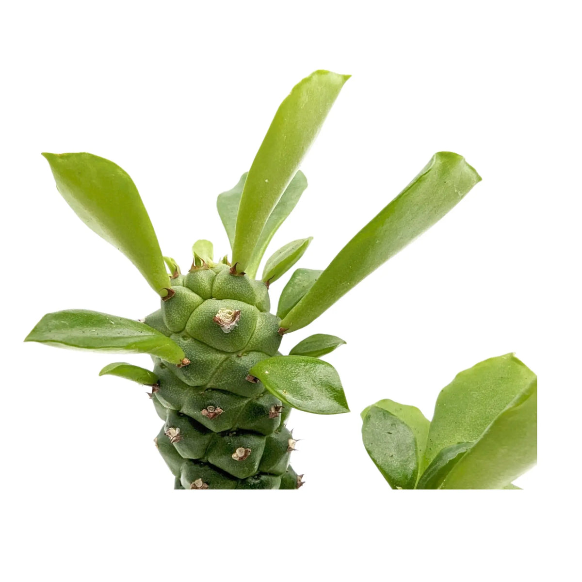 Monadenium Guentheri (Double Stem) - Sausage Spurge Leaf Culture