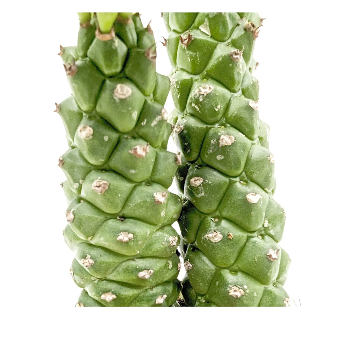 Monadenium Guentheri (Double Stem) - Sausage Spurge Leaf Culture