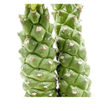 Monadenium Guentheri (Double Stem) - Sausage Spurge Leaf Culture