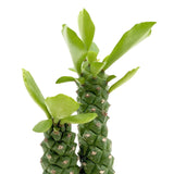 Monadenium Guentheri (Double Stem) - Sausage Spurge Leaf Culture