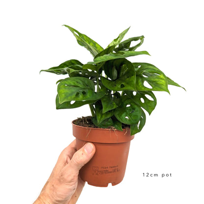 Monstera Adansonii Leaf Culture