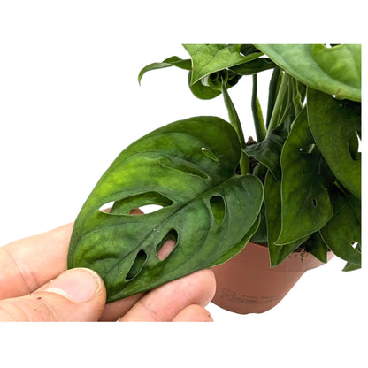 Monstera Adansonii Leaf Culture