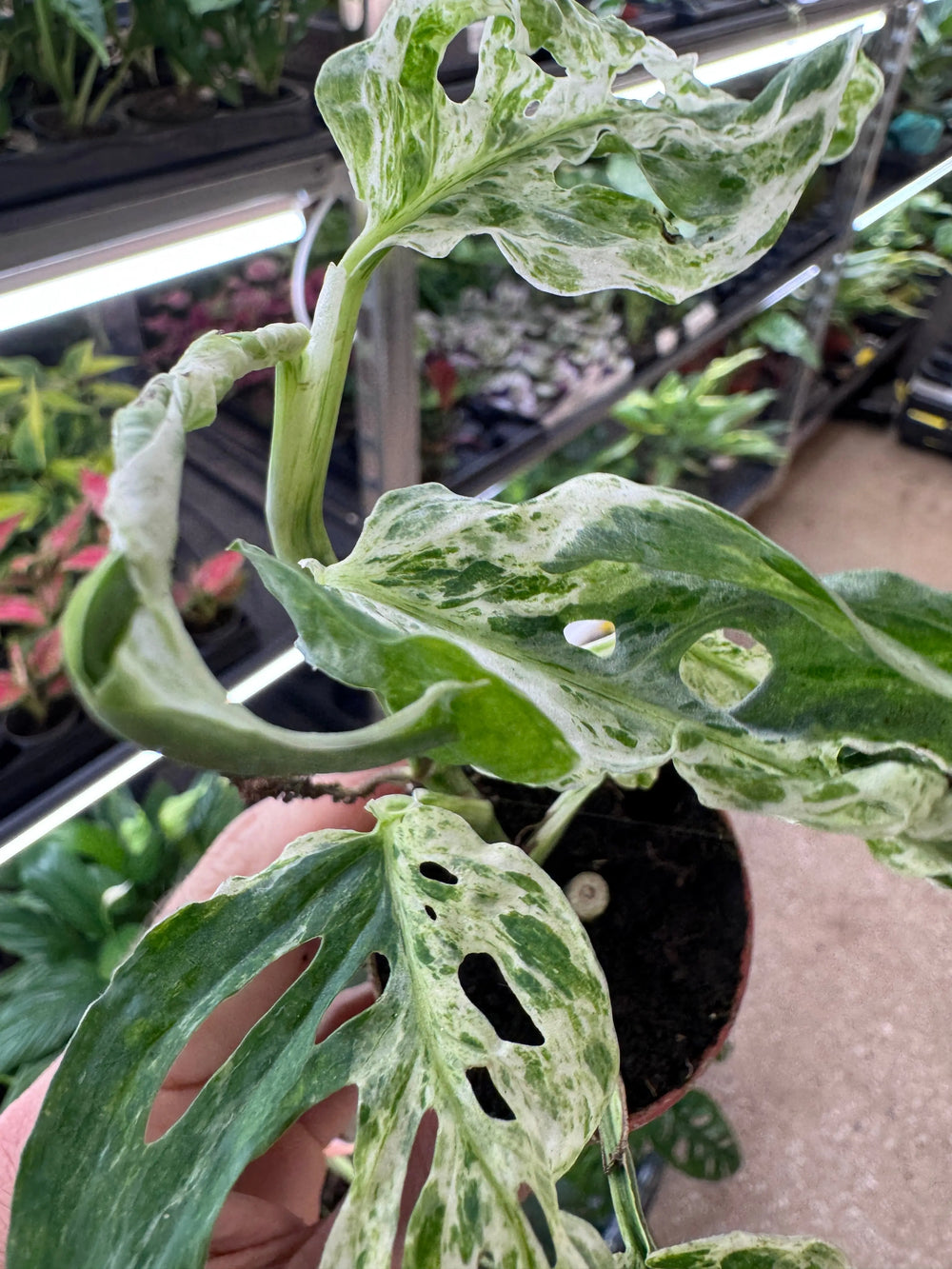 Monstera Frozen Freckles_3_main