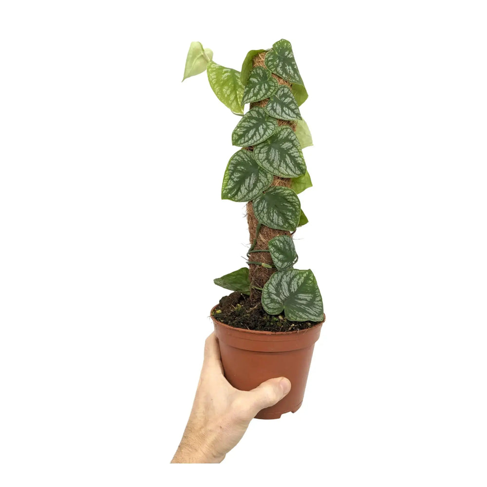 Monstera Houseplant Bundle_2_thumb