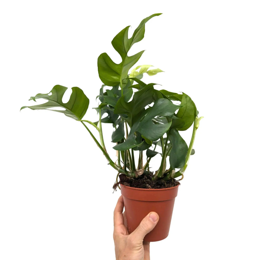 Monstera Houseplant Bundle_5_thumb