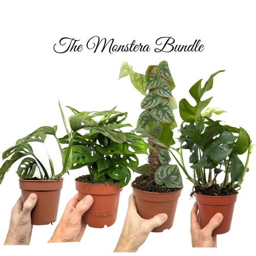 Monstera Houseplant Bundle Leaf Culture