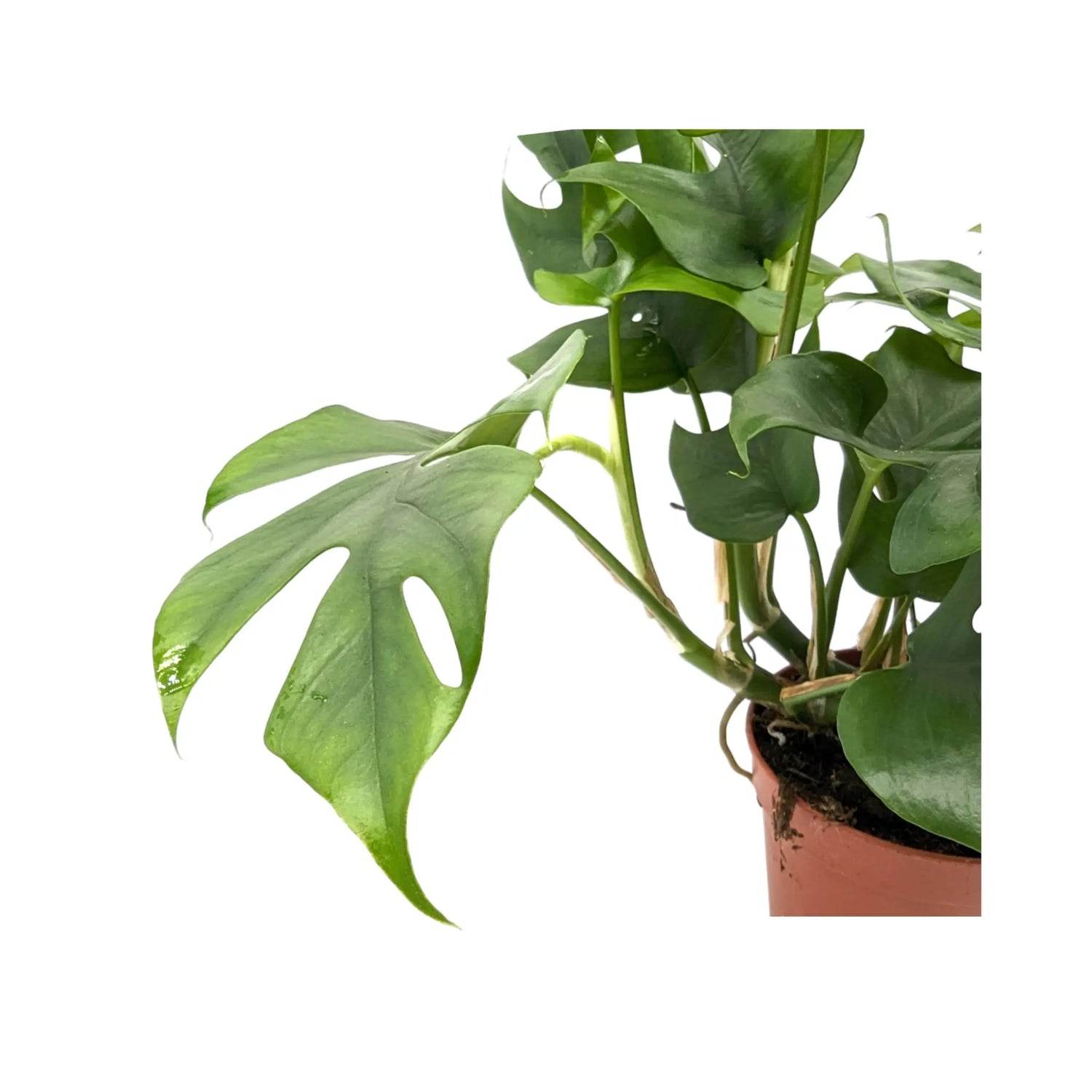 Monstera Minima Leaf Culture