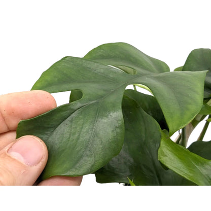 Monstera Minima Leaf Culture