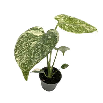 Monstera Thai Constellation Leaf Culture