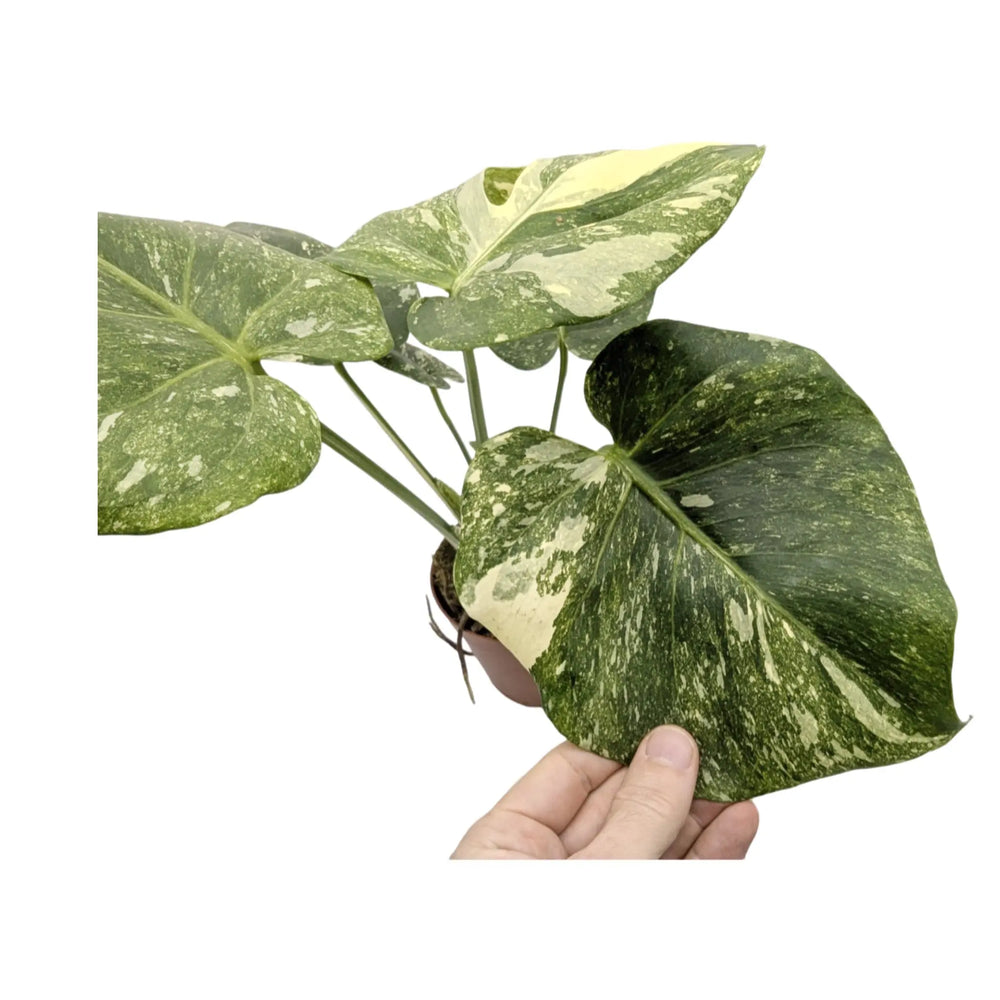 Monstera Thai Constellation_5_thumb