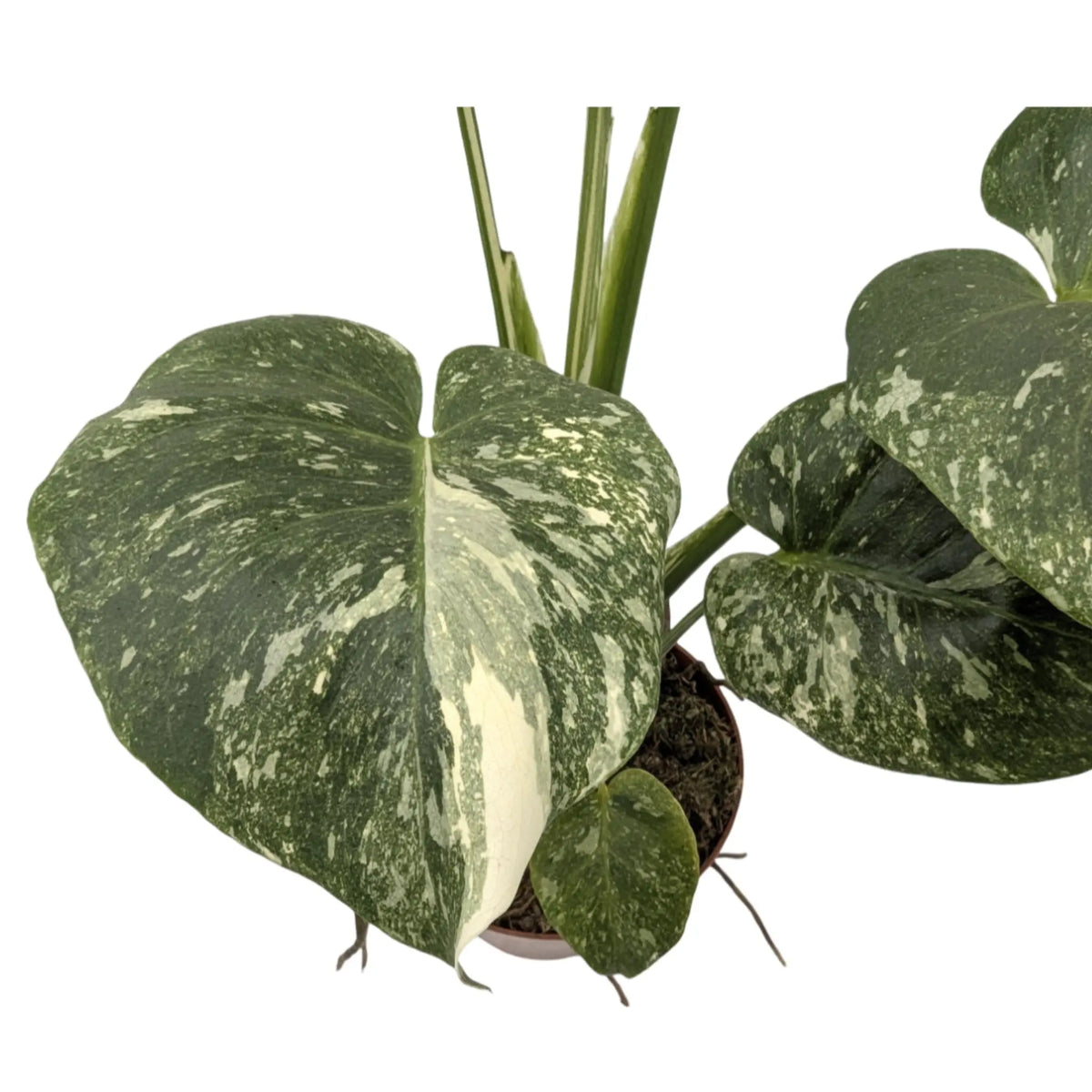 Monstera Thai Constellation Leaf Culture